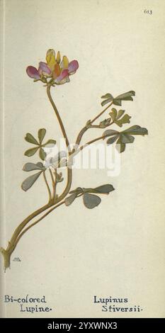 Field book of WESTERN Wild Flowers, Londres, C. P. Putnam's sons, 1915, westus, fleurs sauvages, feuilles, fleur, Lupinus stiversii, taxonomie : famille= Fabaceae, lupin arlequin, lupin annuel arlequin, lupin bicolore, lupin particolore, geo : continent= Amérique du Nord, États-Unis, Californie, Margaret Armstrong, Une illustration délicate mettant en vedette le lupin bicolore, scientifiquement connu sous le nom de Lupinus Stiversii. La plante est représentée avec ses tiges et ses feuilles vertes minces, accompagnées de grappes de fleurs en fleurs. Les fleurs mettent en valeur un mélange de tons roses et jaunes doux, ajoutant une touche vibrante à Banque D'Images