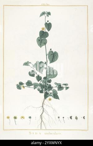 Stirpes novae, Parisiis, ex typographia Philippi Dionysii pierres, 1784-85, plantes, l'illustration représente la plante sida unilocularis, mettant en valeur ses tiges vertes feuillues et ses fleurs jaunes distinctives. La plante est présentée dans une composition verticale, avec les racines et les différentes étapes du développement de la fleur affichées ci-dessous. Chaque segment met en évidence les détails complexes des feuilles et de la structure florale, soulignant les caractéristiques botaniques qui caractérisent cette espèce. La disposition générale sert de représentation scientifique, illustrant à la fois l'anatomie et les stades de croissance de sida unilo Banque D'Images