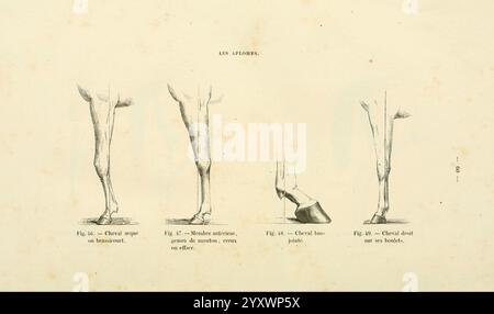 La connaissance générale du cheval, atlas, Paris, Didot, 1861, chevaux, taxonomie : trinomial= equus ferus caballus', l'illustration présente une série d'études anatomiques axées sur les membres équins. Banque D'Images