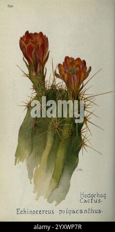 Field book of WESTERN Wild Flowers, Londres, C. P. Putnam's sons, 1915, westus, fleurs sauvages, cactus, fleur, aréole, Echinocereus polyacanthus, taxonomie : Family= Cactaceae, órgano pequeño enmarañado, Mojave Mound cactus, Hedgehog cactus, geo : continent= Amérique du Nord, États-Unis, Mexique, Arizona, Nouveau-Mexique, Sonora, Sinaloa, Margaret Armstrong, 2, Une illustration détaillée de l'Echinocereus polyacanthus, communément connu sous le nom de cactus Hedgehog. Le cactus est représenté avec son corps vert épi distinctif, orné d'épines pointues et proéminentes. Au sommet, des fleurs vibrantes et rouge orangé fleurissent, eac Banque D'Images