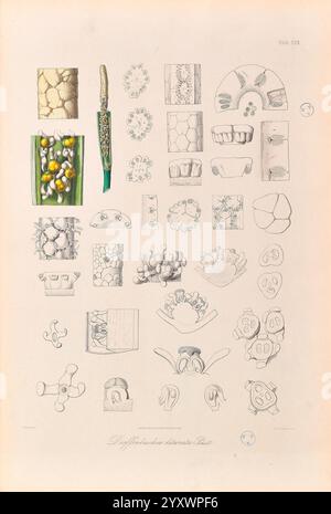 Icones Aroidearum, Vindobonae, 1857, araceae, oeuvres picturales, aroïdes, Diffenbachia liturata, cette illustration présente une collection de dessins botaniques et microscopiques complexes. Il comprend une variété de structures cellulaires et de formes végétales, soulignant les modèles détaillés trouvés dans la nature. Des éléments tels que des coupes transversales de tiges végétales, des structures florales et diverses formes organiques sont représentés, démontrant la complexité de la morphologie végétale. L'arrangement met en évidence leur interdépendance et leur diversité, avec des étiquettes qui indiquent leurs noms scientifiques ou catégories. Ce travail sert Banque D'Images