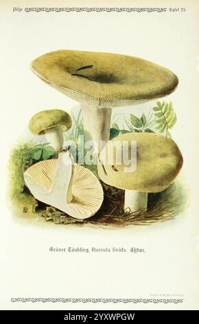 Pilze der Heimat Leipzig, quelle und Meyer, 1913, Agaricacées, champignons, Allemagne, Mycologie, champignons, champignons, Emil Doerstling, Russula livida, Une collection de divers champignons exposés en évidence, mettant en vedette le Grünling, ou Russula livida. Les champignons présentent une gamme de tailles, de formes et de surfaces texturées, sur fond de feuillage luxuriant. Les casquettes sont caractérisées par leurs teintes verdâtres vibrantes, tandis que les branchies en dessous sont clairement visibles, mettant en valeur leur structure volante. Cette illustration met en évidence des caractéristiques botaniques détaillées, soulignant la beauté naturelle et la diversité Banque D'Images