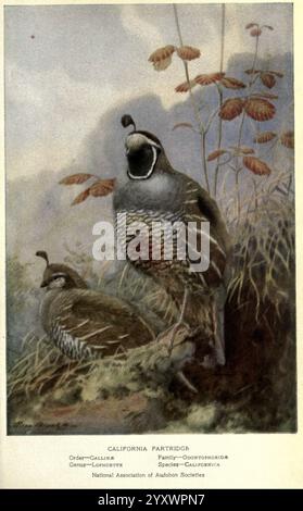 Portraits et habitudes de nos oiseaux v.2. New York City, National Association of Audubon Societies, 1920, oiseaux, États-Unis, perdrix, caille, caille de Californie, caille du Nouveau monde, Callipepla californica, Callipepla californica californica, deux cailles californiennes sont représentées dans un cadre naturel serein, mettant en valeur leurs caractéristiques distinctives. Le mâle, bien visible sur la gauche, présente un plumage élégant avec des motifs saisissants et un topknot caractéristique. Il se tient en toute confiance avec un léger profil latéral, son bec pointant légèrement vers le haut. La femelle, située à droite, apparaît plus Banque D'Images