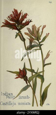 Field book of WESTERN Wild Flowers, Londres, C. P. Putnam's sons, 1915, westus, Wildflower, Castilleja miniata, plante, botanique, fleur, pinceau, pinceau indien rouge géant, Castilleja, pinceau indien, Orobanchaceae, Lamiales, astéroïdes, eudicots, plante à fleurs, Castilleja miniata, northamericaplant, feuilles, taxonomie:family= Orobanchaceae, taxonomie:family= Scrophulariaceae, pinceau indien géant rouge, geo:continent= northamerica, États-Unis, Canada, Margaret Armstrong, L'illustration montre un amas de fleurs de pinceaux indiens (Castrilleja miniata), caractérisées par leur vib Banque D'Images