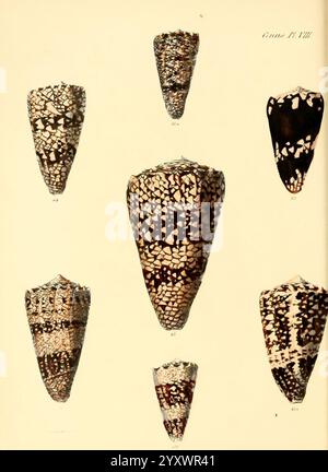 Conchologia Iconica ou illustrations des coquilles d'animaux mollusques v.1 Londres Reeve Brothers 1843-1878 mollusques œuvres picturales coquilles, Une collection de coquilles d'escargots de mer disposées dans un agencement artistique, mettant en valeur leurs motifs et textures complexes. Chaque coquille varie en taille et présente des combinaisons de couleurs distinctes et des marques, allant des bruns riches et des bronzages aux motifs noirs et blancs frappants. La diversité des formes et des décorations met en évidence la beauté naturelle et la complexité de la vie marine, invitant les spectateurs à apprécier la délicate art inhérente à ces trésors océaniques. Num Banque D'Images