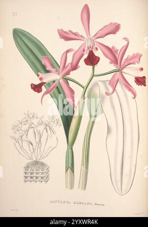 Pescatorea Bruxelles M. Hayez 1860 orchidaceae, Une illustration botanique mettant en valeur la beauté exquise de l'orchidée Cattleya mossiae. Cette œuvre d'art détaillée présente des fleurs roses élégantes avec des formes de pétales complexes, soulignées par des accents rouges et blancs prononcés au centre. La composition comprend des feuilles vertes luxuriantes qui encadrent élégamment les fleurs, capturant l'essence vibrante de la plante. Dans le coin, une représentation plus petite d'un groupe de fleurs apparenté ajoute au charme général, soulignant la diversité de la famille des orchidées. La pièce est marquée avec le nom de l'espèce, invitant les spectateurs à un Banque D'Images