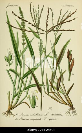 Flora von Deutschland, Österreich und der Schweiz Gera, Zezschwitz, 1903 plants, Allemagne, Autriche, Suisse, Floras, Setaria verticillata, Digitaria horizontalis, illustration botanique représentant deux espèces d'herbe de la famille des Poaceae. Sur la gauche, l'espèce A est étiquetée Panicum verticillatum avec ses tiges minces et verticales et ses épis floraux délicats. À côté de lui, l'espèce B est identifiée comme Panicum sanguinale, présentant des feuilles plus larges et des inflorescences distinctives. Chaque plante est accompagnée d'étiquettes détaillées, améliorant l'aspect pédagogique de l'illustration. La composition e Banque D'Images