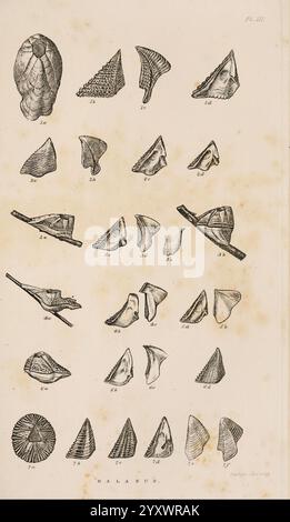 Une monographie sur la sous-classe Cirripedia, Londres, Ray Society, 1851-54, Barnacles, Cirripedia, Woods Hole, Une illustration détaillée présentant diverses espèces de bernacles, chacune étiquetée avec des numéros pour l'identification. L'arrangement présente une gamme de formes et de tailles, mettant en évidence les caractéristiques structurelles uniques de ces organismes marins. Les spécimens comprennent différents types de formes de bernacle, soulignant leurs diverses adaptations. Chaque figure est méticuleusement rendue, fournissant une référence scientifique pour l'étude de ces crustacés intrigants. La disposition globale reflète un examen approfondi Banque D'Images