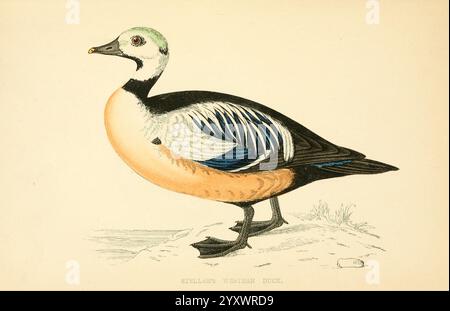 Une histoire des oiseaux britanniques Londres Groombridge et Sons1863-1866? Great Britain Birds Polysticta stelleri, Un canard Westerm magnifiquement illustré, mettant en valeur ses caractéristiques distinctives. L'oiseau a un chapeau verdâtre frappant sur sa tête, des plumes d'aile bleues et noires vives, et une teinte orange chaude le long de son corps. Ses pieds sont robustes et conçus pour naviguer dans les milieux humides. L'art met en valeur la position élégante du canard et les détails complexes de son plumage, ce qui en fait une représentation remarquable de cette espèce. Banque D'Images