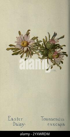 Field book of WESTERN Wild Flowers London, C. P. Putnam's sons, 1915. Westus fleurs sauvages feuilles tête de fleur townsendia exscapa taxonomie : Family= Asteraceae Marguerite de pâques terre Marguerite sans pied townsend Marguerite sans pied townsendia geo : continent= Amérique du Nord Canada États-Unis Mexique Margaret Armstrong, illustration de la Marguerite de Pâques, scientifiquement connue sous le nom de Townsendia exscapa. Le design présente des fleurs délicates avec des pétales rose clair et blanc, entourées d'un feuillage vert éclatant. Chaque fleur est représentée avec des détails complexes, mettant en évidence les grappes centrales de fleurs de disque jaunes. Ci-dessous Banque D'Images