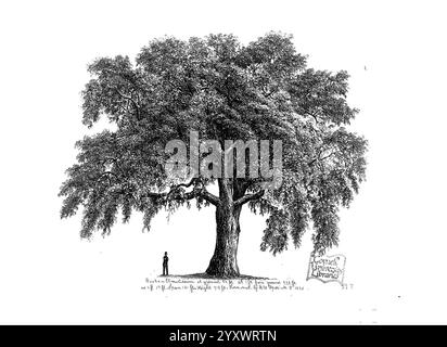 Les, arbres, de, Amérique, Boston, W, Blanc, 1855-58, arbres, États-Unis,, un arbre majestueux se dresse haut et fier, mettant en valeur une vaste canopée de feuillage dense qui s'étend vers l'extérieur en un arc gracieux. Les détails complexes de son écorce révèlent une texture robuste, indiquant l'âge et la résilience. À côté de l'arbre, une figure solitaire est représentée, offrant un sens de l'échelle et soulignant la grandeur de la forme naturelle. En arrière-plan, un horizon doux peut être vu, améliorant l'atmosphère sereine. La scène capture la beauté et la force de la nature, invitant les spectateurs à apprécier le c intemporel Banque D'Images