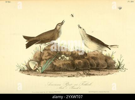 Les oiseaux d'Amérique, New York, J.B. Chevalier, 1840-1844, oiseaux, Amérique du Nord, John James Audubon, œuvres picturales, Anthus rubescens, la scène capture deux oiseaux dans un cadre naturel, représentés avec des traits distincts et des poses attentionnées. Un oiseau est perché sur un monticule herbeux, tandis que l'autre est à mi-vol, montrant ses ailes déployées en largeur. Autour des oiseaux se trouvent des éléments de leur habitat, y compris des touffes d'herbe et de petits champignons. La composition met en évidence l’interaction entre les oiseaux et leur environnement, offrant un aperçu de leur comportement et de l’écosystème qu’ils habitent. Banque D'Images