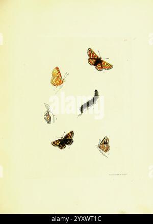 Les papilios de Grande-Bretagne, Londres, imprimés pour J. Johnson, 1795, Grande-Bretagne, papillons, Une collection de papillons visuellement frappants et leurs étapes de vie. Deux papillons matures présentant des motifs d'ailes complexes aux couleurs vives, accompagnés d'une chenille, illustrent la phase de transformation de larve à adulte. La composition met en évidence la progression naturelle de ces insectes, soulignant la beauté de chaque étape, y compris une chrysalide partiellement visible, ce qui ajoute au fascinant récit du cycle de vie de ces créatures. Chaque échantillon est soigneusement étiqueté, Banque D'Images