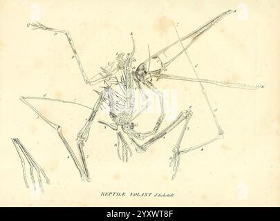 Recherches sur les ossemens fossiles de quadrupèdes Paris, Deterville, 1812. France, géologie, mammifères, fossile, paléontologie, région parisienne, vertébrés, fossile, ptérosaure, une illustration anatomique représentant la structure squelettique d'un reptile, mettant en valeur sa composition osseuse complexe. Le dessin présente des éléments étiquetés du squelette, mettant en évidence les différentes parties telles que le crâne, la colonne vertébrale, les membres et les côtes. Chaque section étiquetée est numérotée pour une identification détaillée, fournissant un aperçu de l'anatomie et de la morphologie de l'espèce. La disposition globale met l'accent sur les relations Banque D'Images