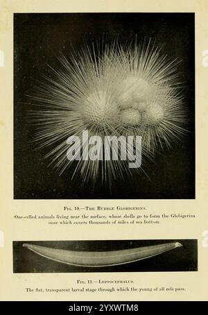 Arcturus Adventure, New York, 1926, navire Arcturus, île Cocos, Costa Rica, Description et voyage, Îles Galápagos, animaux marins, expéditions scientifiques, Woods Hole, Globigerina, taxonomie : sous-ordre = Elopomorpha., l'image présente deux illustrations scientifiques distinctes. La première illustration, étiquetée ''Fig. 10—la bulle Globigerina, ' représente un micro-organisme sphérique et épineux connu pour sa présence dans les environnements océaniques, mettant en valeur sa structure complexe et les délicates épines rayonnantes qui s'étendent vers l'extérieur. La deuxième illustration, ''Fig. 11—Leptopserales, ' affiche un élancé, Banque D'Images