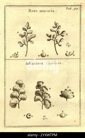Josephi Pitton Tournefort, Institutiones Rei herbariae, Parisiis, E Typographia Regia, 1700-[1703], botanique, œuvres prélinnéennes, l'illustration présente des études botaniques de deux espèces végétales distinctes. Banque D'Images
