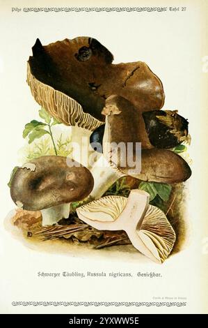 Pilze der Heimat Leipzig, quelle und Meyer, 1913, Agaricacées, champignons, Allemagne, Mycologie, champignons, champignons, Emil Doerstling, Blackening brittlegill, Russula nigricans, une illustration présentant diverses espèces de champignons, mettant en vedette le Schwarzer Täubling, ou Russula nigricans. La représentation met en évidence les formes et les textures distinctes des champignons, en mettant l'accent sur leurs différents chapeaux et branchies. Autour du champignon central se trouvent plusieurs autres variétés, chacune présentant des couleurs et des formes uniques. Les détails complexes soulignent la beauté naturelle et la diversité de la spe fongique Banque D'Images