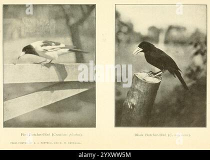 The Emu, Melbourne, Royal Australasian Ornithologists Union, 1901, Australasie, oiseaux, Ornithologie, périodiques,,, L'image présente deux illustrations importantes d'espèces d'oiseaux. La section supérieure montre un gros plan d'un oiseau perché sur un poteau en bois, mettant en valeur ses traits distinctifs et sa posture. Ci-dessous, un autre oiseau est représenté dans un cadre similaire, interagissant avec une surface en bois, soulignant ses marques et caractéristiques uniques. Les deux illustrations sont élégamment présentées, soulignant la beauté et la diversité de la vie aviaire. Le titre en haut indique qu'il fait partie d'une série de ' Banque D'Images