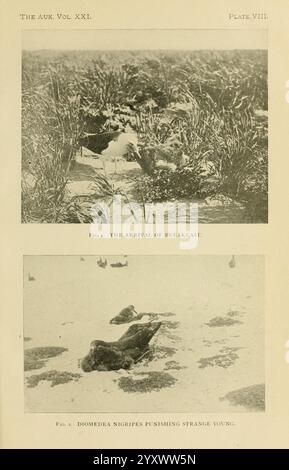 Le Auk, Washington, D. C, American Ornithologists' Union, 1884, oiseaux, périodiques, la scène représente un paysage enneigé où divers oiseaux interagissent avec leur environnement. Au premier plan, il y a plusieurs oiseaux qui se reposent sur la neige, tandis que l'arrière-plan présente un mélange d'herbes jetant un coup d'œil à travers la surface blanche, suggérant un habitat froid et hivernal. Le titre, ''L'arrivée du petit déjeuner', fait allusion à un moment d'alimentation ou de recherche de nourriture, indiquant probablement un comportement naturel parmi les oiseaux dans ce cadre serein. Le texte supplémentaire mentionne ''Diomedea nigripes', qui fait référence à une spécification spécifique Banque D'Images