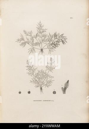Voyage autour du monde Paris chez Pillet AiÌ‚neÌ 1824 1844.jpg, l’illustration présente une représentation botanique détaillée d’une plante identifiée comme *Ceratophyllum demersum*. Le dessin met en valeur le feuillage complexe de la plante, caractérisé par des feuilles délicates et finement divisées disposées en tourbillons le long de sa tige. À la base, les racines sont représentées, indiquant sa nature aquatique. Le long de la partie inférieure, il y a de petits éléments circulaires qui peuvent représenter des graines ou des fruits, contribuant à la qualité informative globale de l'illustration, qui met en évidence à la fois la structure et les caractéristiques reproductives de Banque D'Images