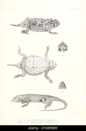 Rapport sur les études géographiques des États-Unis à l'ouest du centième méridien Washington D. C, G.P.O, 1875-1889, américain, astronomie, description et voyage, découvertes en géographie, découverte et exploration, géologie, Indiens d'Amérique du Nord, langues, cartes, histoire naturelle, levés, États-Unis, West US, reptiles, Phrynosoma Planiceps, Sceloporus Smaragdinus, L'illustration présente une représentation scientifique détaillée de diverses espèces de lézards. Au sommet, deux vues différentes du Phrynosoma platyrhinos, communément appelé lézard à cornes du désert, sont représentées, mettant en évidence son Banque D'Images