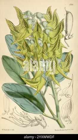 Curtis's Botanical Magazine London New York etc. illustration botanique botanique périodiques œuvres picturales plantes ornementales Curtis Australia Crotalaria cunninghamii pois d'oiseau Walter Hood Fitch, l'illustration présente une étude botanique d'une plante à fleurs vibrante, caractérisée par ses fleurs allongées, en forme de gousses, qui sont principalement jaune-vert. Ces fleurs sont disposées en grappe dense au sommet d'une tige robuste, accompagnées de larges feuilles vert foncé qui soutiennent visuellement la structure. Entourant les fleurs centrales sont des croquis finement détaillés de parties de fleurs individuelles, révélant intr Banque D'Images
