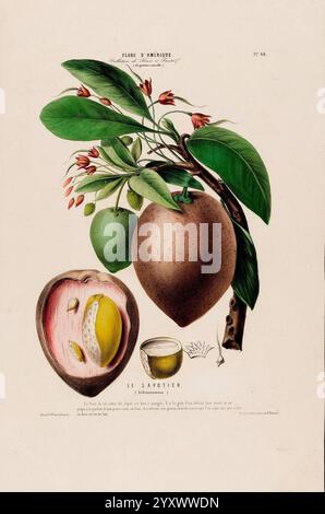 Flore d'Amérique, Paris, Gihaut 1843-1846, America, oeuvres picturales, plantes, l'illustration présente une représentation détaillée du fruit de la sapodille, également connu sous le nom de ''chico''. Le fruit, présenté à la fois entier et tranché, révèle son intérieur unique, qui comprend une chair brune et douce entourant plusieurs graines brillantes. Des feuilles vertes vibrantes et des fleurs blanches délicates accompagnent le fruit, ajoutant à la représentation botanique. La composition globale souligne la beauté naturelle et les caractéristiques de la sapodille, avec une attention particulière aux détails du feuillage et des éléments de fructification. Banque D'Images