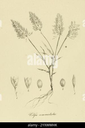 Species Graminum, Petropoli, Impensis Academiae Imperialis Scientiarum, 1828-1836, graminées, œuvres picturales, graminées, une illustration botanique mettant en valeur l'espèce végétale Wilfa emanata. L'image présente un rendu détaillé de la plante à fleurs, mettant en évidence ses tiges minces et ses pointes florales plumeuses au sommet. Le long du bas, il y a cinq illustrations étiquetées montrant différentes étapes de la croissance de la plante : un gros plan des bourgeons floraux, une vue latérale du stade de croissance initial et la structure racinaire. Les lignes méticuleuses et l'ombrage soulignent la nature délicate de la plante, Banque D'Images