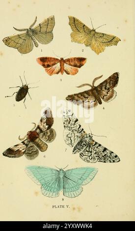 The common of England Glasgow, Manchester, and New York, George Routledge and sons, [1870], England, Pictorial Works, Himerapennaria, Selenialunaria, Eurymenedolobraria, Phigaliapilosaria, Amphydasisprodromaria, Amphydasisbetularia, Geometrapapilionaria, épine à plumes, épine lunaire, aile brûlée, beauté à brindilles pâles, beauté du chêne, mites poivrées, grande émeraude, Une collection magnifiquement illustrée de diverses espèces de mites, chacune étiquetée avec un numéro correspondant. L'arrangement présente une diversité de formes et de couleurs, y compris des teintes de jaune, orange, marron et bleu. Les fonctions de la rangée supérieure Banque D'Images