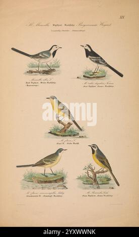 Danmarks fugle, beskrevne, Kjøbenhavn, Forfatterens Forlag, 1851-1852, oiseaux, Danemark, Scandinavie, Îles Féroé, œuvres picturales, Motacilla alba, White Wagtail, Motacilla flava, Motacilla cinerea, Grey Wagtail, Wagtail à tête bleue, Motacilla cinereocapilla, Ashy-head Wagtail, l'illustration présente une collection de cinq représentations détaillées de diverses espèces d'oiseaux. La partie supérieure présente deux oiseaux perchés sur des branches, l'un affichant un plumage noir et blanc saisissant, appartenant probablement au genre Motacilla, communément appelé wagtails. En dessous d'eux, trois oiseaux supplémentaires sont Banque D'Images