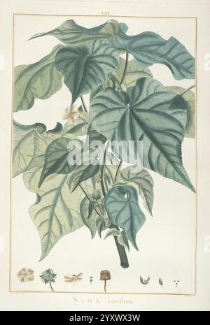 Stirpes novae, Parisiis, ex typographia Philippi Dionysii pierres, 1784-85, plantes, Une illustration botanique mettant en valeur la plante sida, détaillée avec diverses formes et textures de feuilles. L'œuvre capture les motifs complexes sur les grandes feuilles vertes, soulignant leur veinage et leur courbure. Autour de l'illustration principale se trouvent des représentations plus petites des fleurs, des graines et d'autres caractéristiques d'identification de la plante, offrant une vue complète de son anatomie. L'arrangement met en évidence la diversité de la plante sida, connue pour ses utilisations médicinales et son importance écologique. Banque D'Images