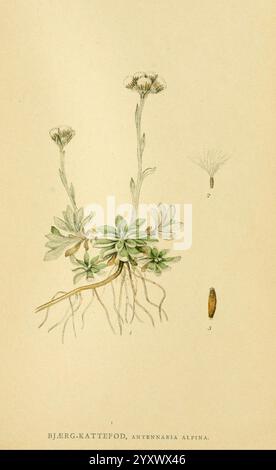 Billeder af Nordens Flora, København, G.E.C. Gad, 1901-1903 [i.e. 1907], œuvres picturales, plantes, Scandinavie., l'illustration présente une représentation détaillée d'Antennaria alpina, communément appelée montagne éternelle. La plante présente des tiges minces et droites ornées de grappes de petites fleurs blanches pelucheuses fleurissant au sommet. Sous les fleurs, les rosettes feuillues présentent des feuilles charnues lancéolées qui s'étendent à partir d'une base centrale, soulignant son habitat alpin. Accompagnant l'illustration principale sont deux dessins plus petits : l'un représente le fruit de la plante, une petite graine allongée, tandis que th Banque D'Images
