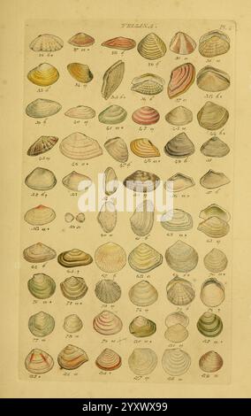 Index testaceologicus, Londres, 1856, mollusques, coquillages, un tableau détaillé présentant un éventail diversifié de coquillages, chacun méticuleusement illustré pour mettre en évidence des formes, des tailles et des motifs uniques. La collection comprend de nombreuses espèces, disposées dans un format de grille, chaque coquille étant étiquetée avec un numéro correspondant pour l'identification. Les conceptions complexes vont des formes lisses et arrondies aux variétés plus allongées et nervurées, démontrant la beauté naturelle et la diversité de la vie marine. La pièce sert à la fois de ressource éducative et d'appréciation des qualités artistiques inher Banque D'Images