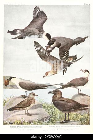 Birds of America New York, The University Society, 1923, oiseaux, Amérique du Nord, 59827, Stercorarius skua, Stercorarius pomarinus, Stercorarius parasiticus, Stercorarius longicaudus, Megalestris skua, Une collection de divers oiseaux de mer représentés dans un cadre naturel, présentant différentes poses et activités. Des oiseaux tels que le Murre commun et le Jaeger Pomarine, illustrés en plein vol et reposant sur les rochers côtiers, sont en vedette. L'arrière-plan présente un paysage côtier serein, mettant en valeur un plan d'eau tranquille et une végétation luxuriante. Chaque oiseau est minutieusement détaillé, soulignant th Banque D'Images