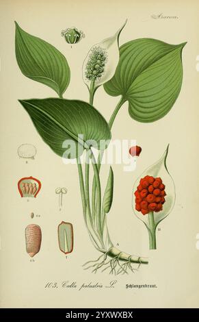 Flora von Deutschland, Österreich und der Schweiz. Gera, Zezschwitz, 1903-, plants, Allemagne, Autriche, Suisse, flores, calla palustris, l'illustration présente l'espèce végétale appelée ''Colta palustris', communément connue sous le nom de lis des tourbières. La représentation centrale présente une grande tige ornée de larges feuilles luxuriantes qui forment un fond vert éclatant. Émergeant de la tige est une fleur distinctive, caractérisée par ses bractées blanches et un amas de petites fleurs blanc verdâtre en son centre. Autour de la plante principale se trouvent des dessins botaniques détaillés de différentes parties : une vue de dessus du flux Banque D'Images