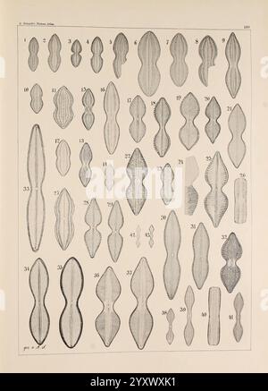 Atlas der Diatomaceen-Kunde Leipzig O.R. ReIsland 1874-19 atlas bacillariophyceae, cette illustration présente une collection de formes allongées et symétriques, chacune numérotée pour référence. La diversité des formes met en évidence des motifs et des textures complexes, suggérant une étude de spécimens naturels ou scientifiques. L'arrangement présente différentes variations et styles, chacun avec des caractéristiques uniques, incitant à l'observation et à la comparaison. La composition globale reflète une exploration organisée de la conception et de la structure, encourageant les téléspectateurs à apprécier la complexité trouvée dans si Banque D'Images