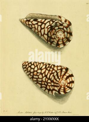 Descriptions, illustrations, mollusques, œuvres picturales, Une représentation magnifiquement illustrée de deux coquillages à motifs complexes, mettant en valeur leurs formes uniques en spirale et des motifs de surface colorés. Les coques, caractérisées par un mélange de zones lisses et texturées, présentent un éventail saisissant de motifs géométriques et de rayures dans les tons orange, marron et crème. Chaque coquille est présentée avec précision, soulignant ses courbes naturelles et les caractéristiques distinctes qui les font ressortir dans la vie marine. Cette œuvre capture à la fois l'élégance et la complexité de ces organismes marins, invitant le specwe Banque D'Images