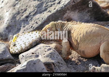 Barrington Land iguana (Conolophus pallidus) manger du cactus, île de Santa Fe, parc national de Galapagos, Équateur. Il est endémique à l'île de Santa Fe. Banque D'Images