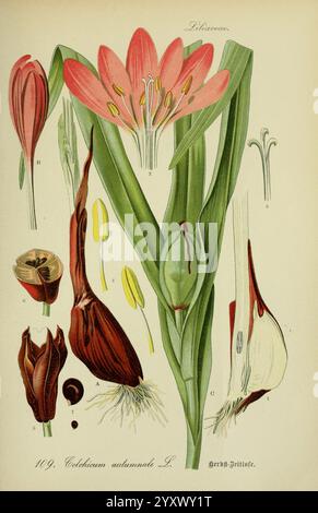 Flora von Deutschland, Österreich und der Schweiz. Gera, Zezschwitz, 1903-, plants, Allemagne, Autriche, Suisse, flores, Colchicum autumnale, l'illustration présente une étude botanique détaillée du Colchicum autumnale, communément appelé crocus d'automne. Les fleurs roses vives, ainsi que diverses parties de la plante, y compris le bulbe, les feuilles et les structures reproductrices telles que les étamines et les ovaires, sont bien visibles. Chaque composant est étiqueté pour l'identification, mettant en valeur la morphologie et l'anatomie uniques de la plante. La composition globale souligne la beauté complexe et la complexité de Thi Banque D'Images