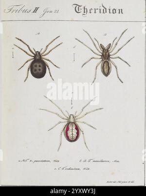 Monographia Aranearum Monographie der Spinnen Nurnberg Lechner [182. Museumsvictoria arachnides arachnides Arachnida Theridion Theridion 4punctatum Theridion maxillosum Theridion redimitum Enoplognatha ovata Pachygnatha clercki Franz von Paula Schrank Theridion 4punctatum Steatoda bipunctata maxillosum Pachygn Banque D'Images