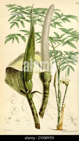 Curtis's Botanical Magazine London New York Botanical illustration botanique périodiques travaux picturaux plantes ornementales Curtis, Une illustration botanique présentant une étude détaillée d'une espèce végétale unique. L'œuvre d'art présente des feuilles vertes allongées avec des veines proéminentes, une grande spathe qui entoure partiellement une grande pointe de fleur cylindrique. La structure florale est représentée en différentes étapes, mettant en évidence ses détails complexes, y compris une surface texturée. Autour de l'usine principale se trouvent des croquis plus petits qui offrent des vues et des caractéristiques supplémentaires des parties de l'usine, telles que le flou Banque D'Images