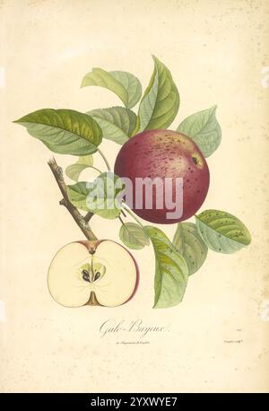 Pomologie française, Paris, Langlois et Leclercq, 1846, arbres fruitiers, guides de terrain, France, arbres fruitiers, culture fruitière, fruits, identification, plantes, Une représentation botanique magnifiquement illustrée montrant une pomme mûre attachée à une branche, avec de délicates feuilles vertes. La pomme, à la peau riche et rougeâtre, est accompagnée d’une section tranchée révélant son intérieur crémeux et ses graines au cœur. Le souci du détail souligne la beauté naturelle du fruit, soulignant le contraste entre la surface lisse de la pomme et les feuilles texturées, le tout contre un b doux et muet Banque D'Images