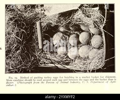 Turkey Raising New York Orange Judd Publishing Company etc. etc. 1922 Turkeys, Une collection d'œufs de dinde nichés dans un panier de marché, entourés de matériaux de literie comme la paille ou excelsior pour la protection pendant l'expédition. Les œufs sont disposés avec soin, mettant en valeur leurs surfaces lisses et leurs différentes nuances. Un outil en bois repose à côté du panier, potentiellement utilisé pour l'emballage ou la manutention. La scène souligne le soin méticuleux apporté à la préparation des produits de volaille pour le transport, soulignant l'importance de maintenir l'intégrité des œufs pendant l'expédition. Banque D'Images