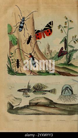 Dictionnaire, pittoresque, d'histoire, naturelle, et, des, phénomènes, de, la, nature Paris, 1833-[1840], Londres, l'illustration met en valeur un éventail diversifié d'insectes et de vie aquatique. En haut à gauche, un coléoptère bleu et noir saisissant rampant le long d'un tronc d'arbre, tandis qu'un papillon rouge et noir vif scintille à proximité. Un grand insecte jaune et noir détaillé apparaît au centre, à côté d'un plus petit insecte rouge-orange. Ci-dessous, trois espèces de poissons distinctes peuvent être vues dans une scène aquatique tranquille, dont une présentant des motifs complexes. À droite, une méduse flotte gracieusement, entourée de de Banque D'Images