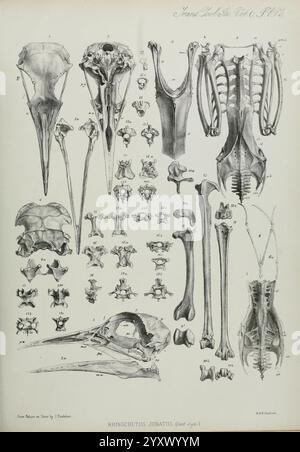 Transactions, de, Zoologique, Société, de, Londres, publié, pour, Zoological, Society, of, London, by, Academic, presse, zoologie, l'illustration présente une étude anatomique détaillée de l'espèce Rhynchocetus juranus, mettant en évidence diverses structures squelettiques. Il comprend une variété de vues du crâne, des vertèbres, de la cage thoracique et des os des membres. Chaque élément anatomique est méticuleusement numéroté et étiqueté, fournissant des informations sur la morphologie et le cadre squelettique de cet ancien mammifère marin. L'arrangement souligne à la fois la complexité et le caractère unique de sa structure, qui est Banque D'Images