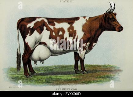 Biggle, vache, livre, Philadelphie, W. Atkinson, 1898, 1897, vaches, Bos taurus, vache Ayrshire, une illustration détaillée d'une vache Ayrshire, mettant en valeur son motif distinctif de pelage brun rougeâtre et blanc. L'animal se tient alerte, avec sa tête légèrement tournée, présentant des cornes proéminentes et un pis perceptible. Le cadre présente de l'herbe verte luxuriante en dessous, mettant l'accent sur l'environnement pastoral de la vache. L'étiquette ''plate III'' indique que cela fait partie d'une série, et le nom ''Ayrshire Cow'' est affiché en évidence, soulignant l'importance de la race dans l'élevage laitier. Cette représentation souligne Banque D'Images