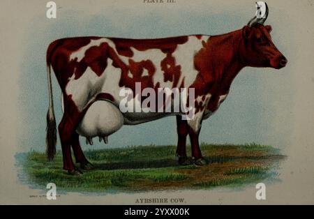 Biggle vache book, Philadelphie, W. Atkinson co, 1898, vache, BOS taurus, Ayrshire, une illustration d'une vache Ayrshire, montrant ses taches brun rougeâtre et blanches caractéristiques. La vache se tient sur une parcelle d'herbe verte, mettant en valeur son physique bien défini et sa mamelle proéminente. Cette race est connue pour sa production laitière élevée et son adaptabilité à divers environnements agricoles, ce qui en fait un choix populaire parmi les producteurs laitiers. L'image met en évidence les jambes solides et les cornes courbées de la vache, soulignant sa construction robuste et son comportement doux. Banque D'Images