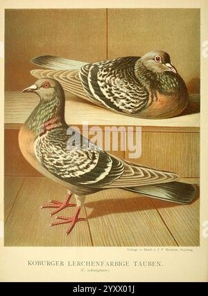 Illustrirtes Mustertauben-Buch, Hamburg, Druck und Verlag von J.F. Richter, [1884-1886], pigeons, anatomie, variation, œuvres picturales, l'œuvre présente deux pigeons magnifiquement illustrés, connus sous le nom de Koburger Lerchenfarbige Tauben. Les oiseaux présentent des motifs de plumage distincts, avec des teintes irisées et des détails de plumes complexes. Un pigeon se perche gracieusement au premier plan, tandis que l'autre se niche légèrement derrière lui, les deux occupant un cadre en bois qui met en valeur leur beauté naturelle. L'ombrage méticuleux et l'utilisation des lignes soulignent les textures de leurs plumes et les caractéristiques uniques Banque D'Images