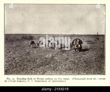 Turkey Raising New York, Orange Judd Publishing Company, 1922. Dindes, Un troupeau de dindes Bronze est vu se nourrir sur un pâturage en plein air. Les dindes, avec leur plumage distinct, parcourent le paysage ouvert, qui se caractérise par un vaste champ herbeux. En arrière-plan, une figure solitaire est visible, ajoutant une impression d'échelle à la scène. Ce cadre met en valeur l’habitat naturel des dindes, en mettant l’accent sur leurs conditions de reproduction et le concept d’élevage en plein air. Banque D'Images