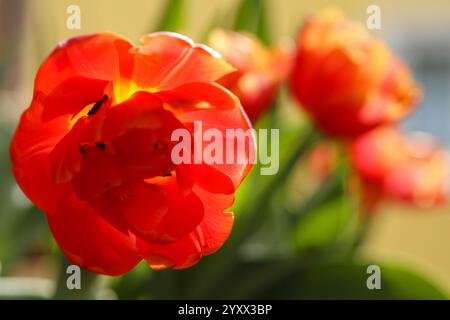 tulipes de couleur saumon dans un jardin printanier ensoleillé. Fond d'écran printanier floral en couleurs chaudes carte avec macro tulipes. Banque D'Images